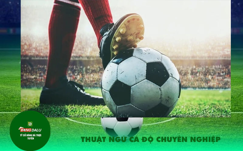 Thuat ngu ca do chuyen nghiep Thuật ngữ cá độ chuyên nghiệp